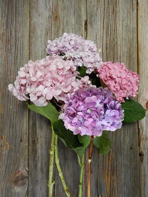 ASSORTED HYDRANGEA